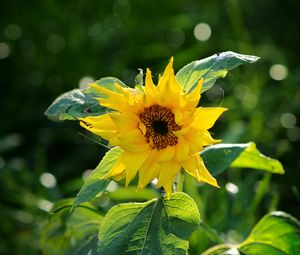 Preview wallpaper sunflower, petals, yellow, plant, macro