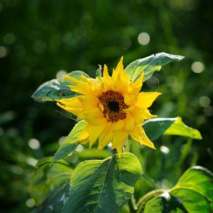 Preview wallpaper sunflower, petals, yellow, plant, macro