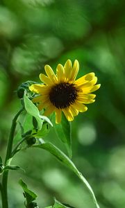 Preview wallpaper sunflower, plant, flower, petals, green