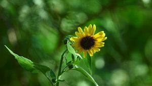 Preview wallpaper sunflower, plant, flower, petals, green