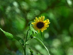 Preview wallpaper sunflower, plant, flower, petals, green