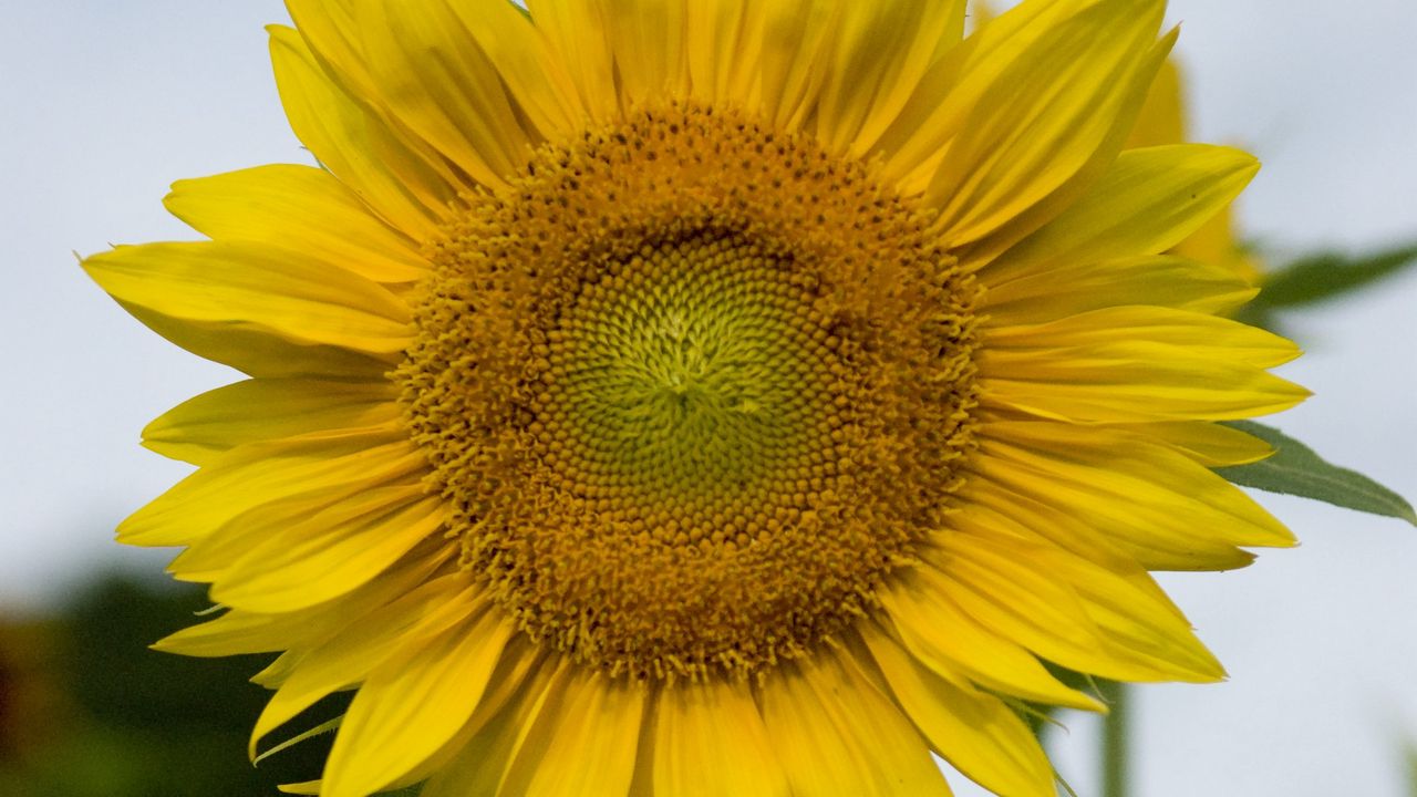 Wallpaper sunflower, plant, flower, petals, yellow, macro