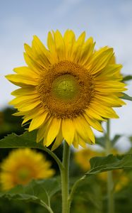 Preview wallpaper sunflower, plant, flower, petals, yellow, macro