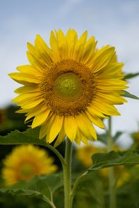 Preview wallpaper sunflower, plant, flower, petals, yellow, macro