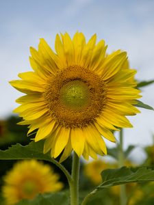 Preview wallpaper sunflower, plant, flower, petals, yellow, macro