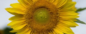 Preview wallpaper sunflower, plant, flower, petals, yellow, macro