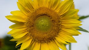 Preview wallpaper sunflower, plant, flower, petals, yellow, macro