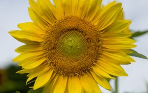 Preview wallpaper sunflower, plant, flower, petals, yellow, macro