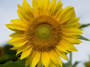 Preview wallpaper sunflower, plant, flower, petals, yellow, macro