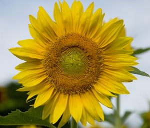 Preview wallpaper sunflower, plant, flower, petals, yellow, macro