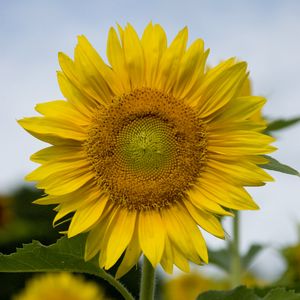 Preview wallpaper sunflower, plant, flower, petals, yellow, macro