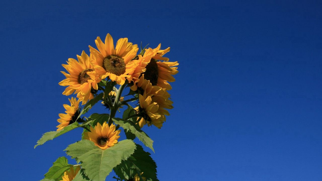 Wallpaper sunflower, plant, summer, sky, blue