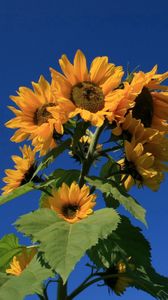 Preview wallpaper sunflower, plant, summer, sky, blue