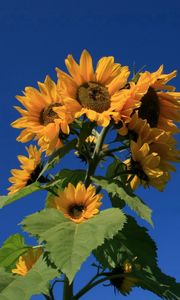Preview wallpaper sunflower, plant, summer, sky, blue