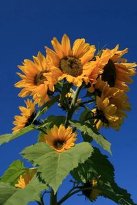 Preview wallpaper sunflower, plant, summer, sky, blue