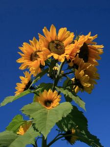 Preview wallpaper sunflower, plant, summer, sky, blue