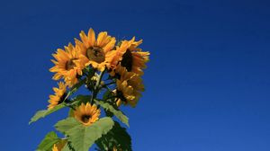 Preview wallpaper sunflower, plant, summer, sky, blue