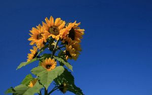 Preview wallpaper sunflower, plant, summer, sky, blue