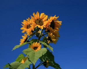 Preview wallpaper sunflower, plant, summer, sky, blue