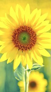 Preview wallpaper sunflower, plant, sunny, summer