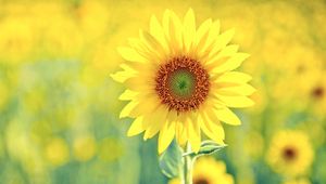Preview wallpaper sunflower, plant, sunny, summer