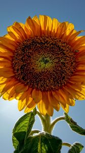 Preview wallpaper sunflower, plant, sunny, skies