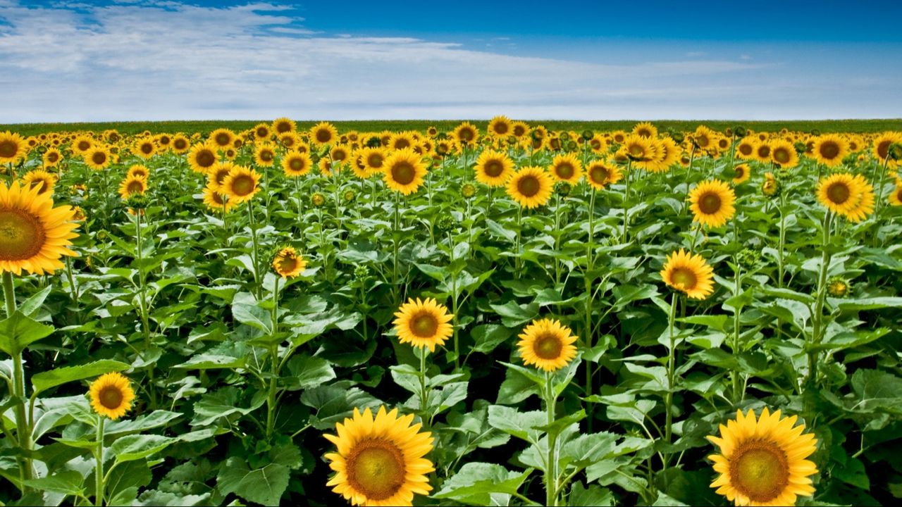 Wallpaper sunflower seeds, plant, field, stems, sky, clouds, distance