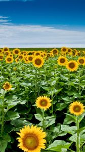 Preview wallpaper sunflower seeds, plant, field, stems, sky, clouds, distance