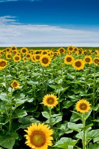 Preview wallpaper sunflower seeds, plant, field, stems, sky, clouds, distance