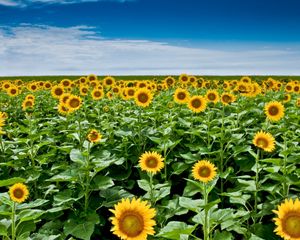 Preview wallpaper sunflower seeds, plant, field, stems, sky, clouds, distance