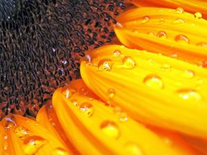 Preview wallpaper sunflower seeds, plant, flower, petals