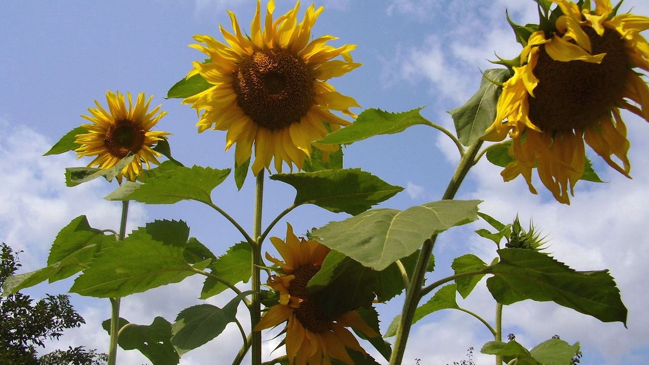 Wallpaper sunflower, seeds, stems, height, sky, verdure, summer