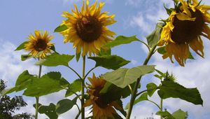 Preview wallpaper sunflower, seeds, stems, height, sky, verdure, summer