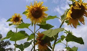 Preview wallpaper sunflower, seeds, stems, height, sky, verdure, summer