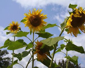 Preview wallpaper sunflower, seeds, stems, height, sky, verdure, summer