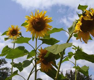 Preview wallpaper sunflower, seeds, stems, height, sky, verdure, summer