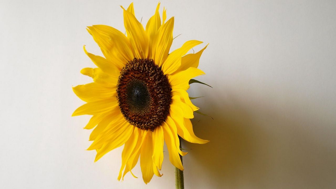 Wallpaper sunflower, shadow, wall, loneliness