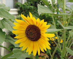 Preview wallpaper sunflower, stalk, green, solitude