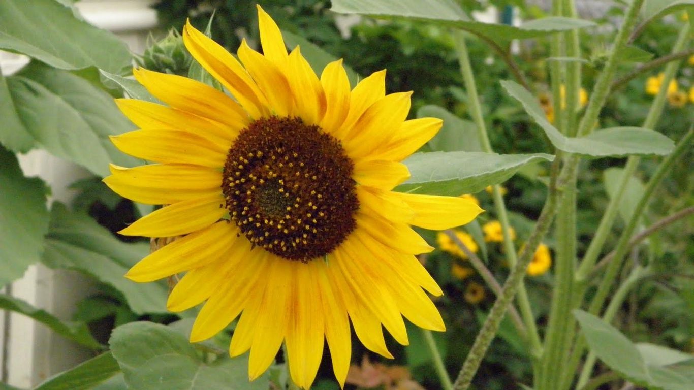 Download wallpaper 1366x768 sunflower, stalk, green, solitude tablet ...