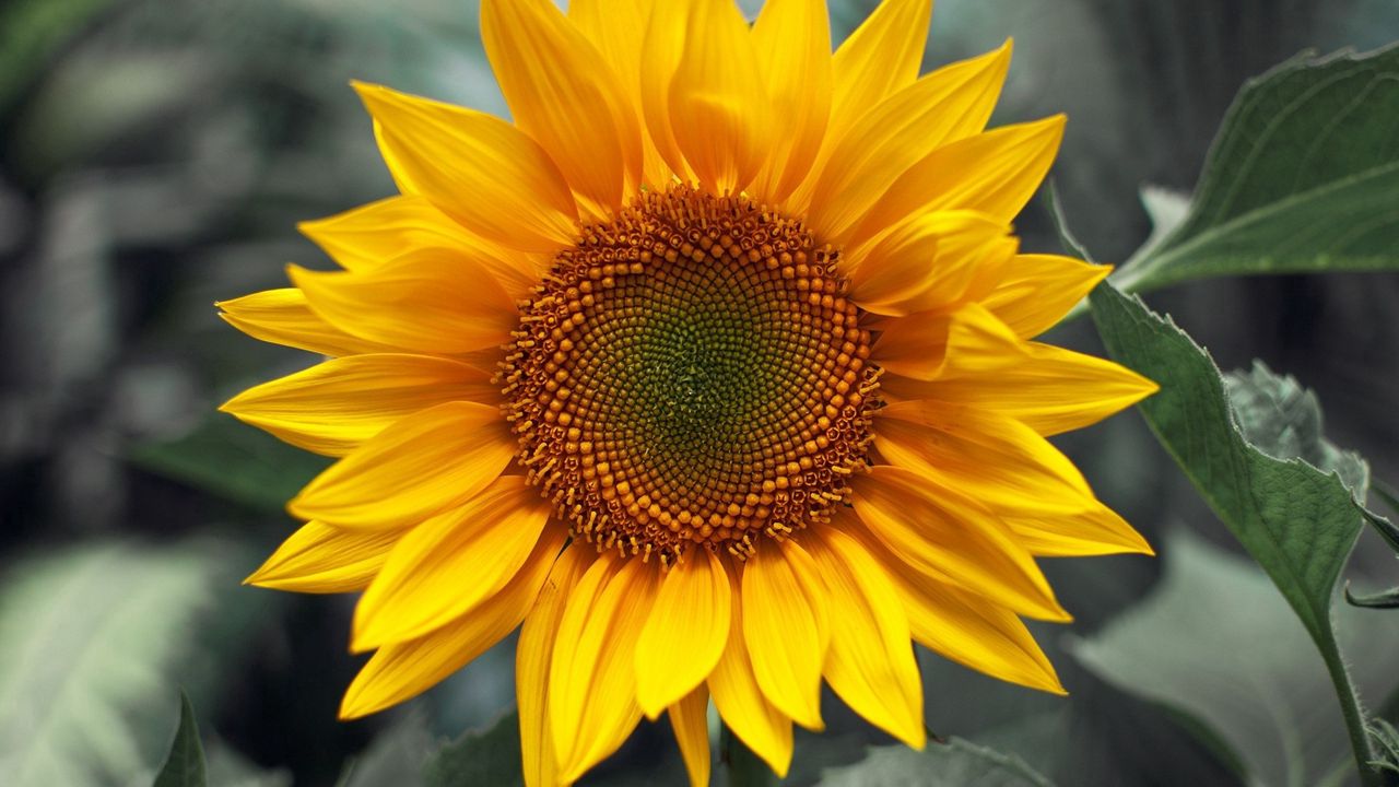 Wallpaper sunflower, sunny, close-up