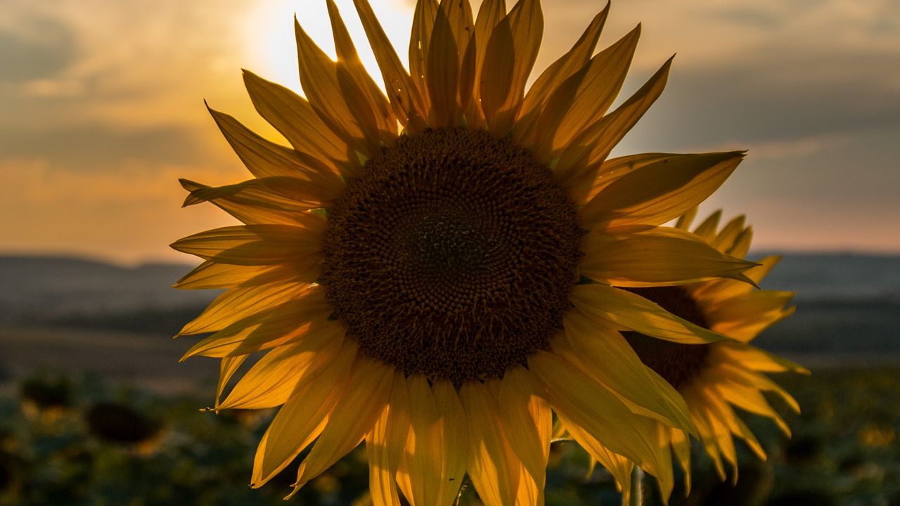 Wallpaper sunflower, sunset, field, sky, summer