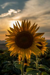 Preview wallpaper sunflower, sunset, field, sky, summer