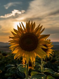 Preview wallpaper sunflower, sunset, field, sky, summer