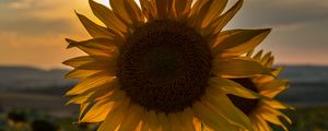 Preview wallpaper sunflower, sunset, field, sky, summer