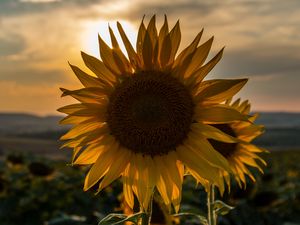 Preview wallpaper sunflower, sunset, field, sky, summer