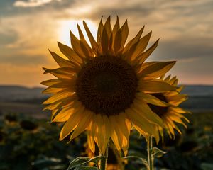 Preview wallpaper sunflower, sunset, field, sky, summer