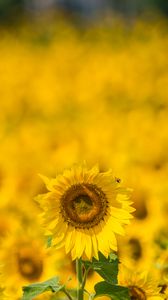 Preview wallpaper sunflower, yellow, blur, summer