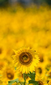 Preview wallpaper sunflower, yellow, blur, summer