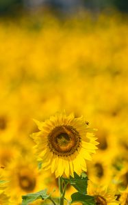 Preview wallpaper sunflower, yellow, blur, summer