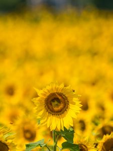 Preview wallpaper sunflower, yellow, blur, summer